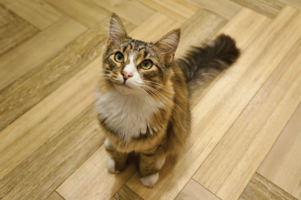 Al Catcafe Dsc00783
