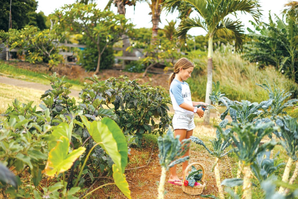 C1 Hn2408 Ay Keiki Plow