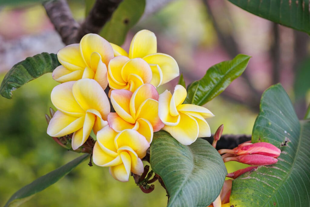 Hn2308 Ay Little Plumeria Farm 5732