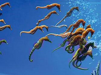 Seahourses Splash