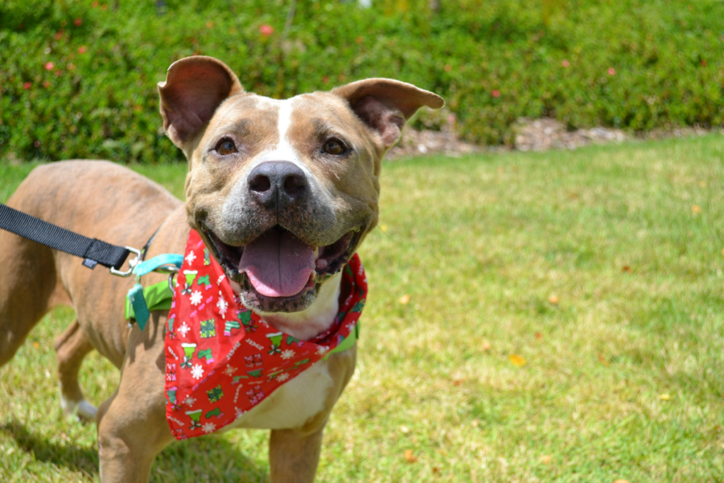 Athena With Holiday Bandana