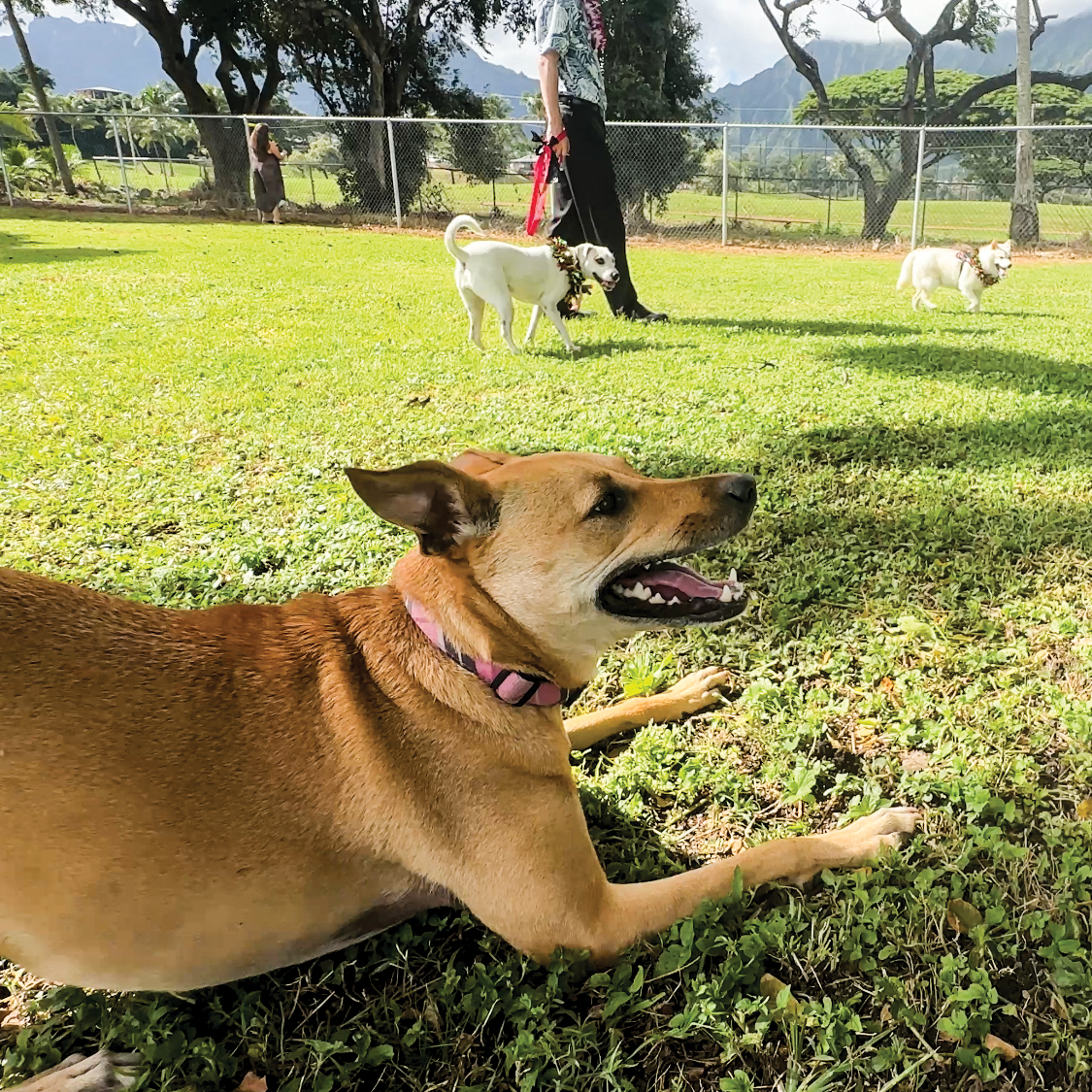 Kahua O Waikalua Dog Park Pc Honolulu Parks And Rec