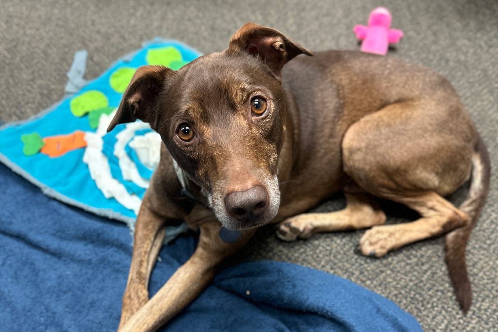 Mobi Pc Hawaiian Humane Society