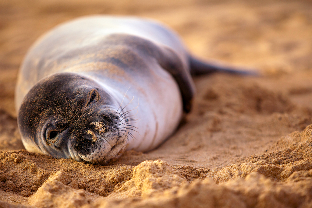 Monk Seal Pc Jodijacobson Getty Images