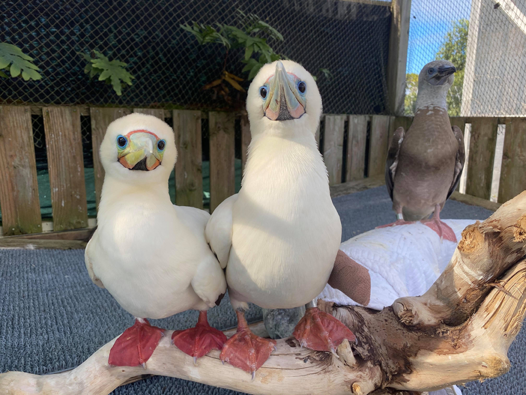 Red Footed Boobies Pc Hawaii Wildlife Center