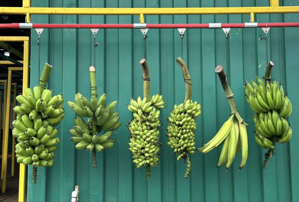 bunches of different bananas hang on a line
